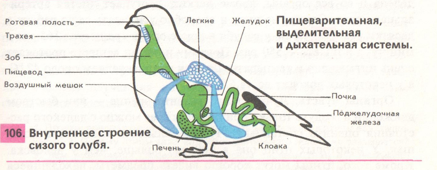 На схеме пищеварительной системы голубя мускульный желудок обозначен цифрой ответ