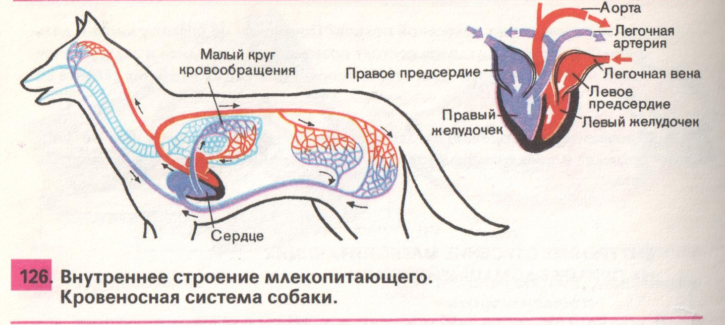 Кровеносная система собаки рисунок