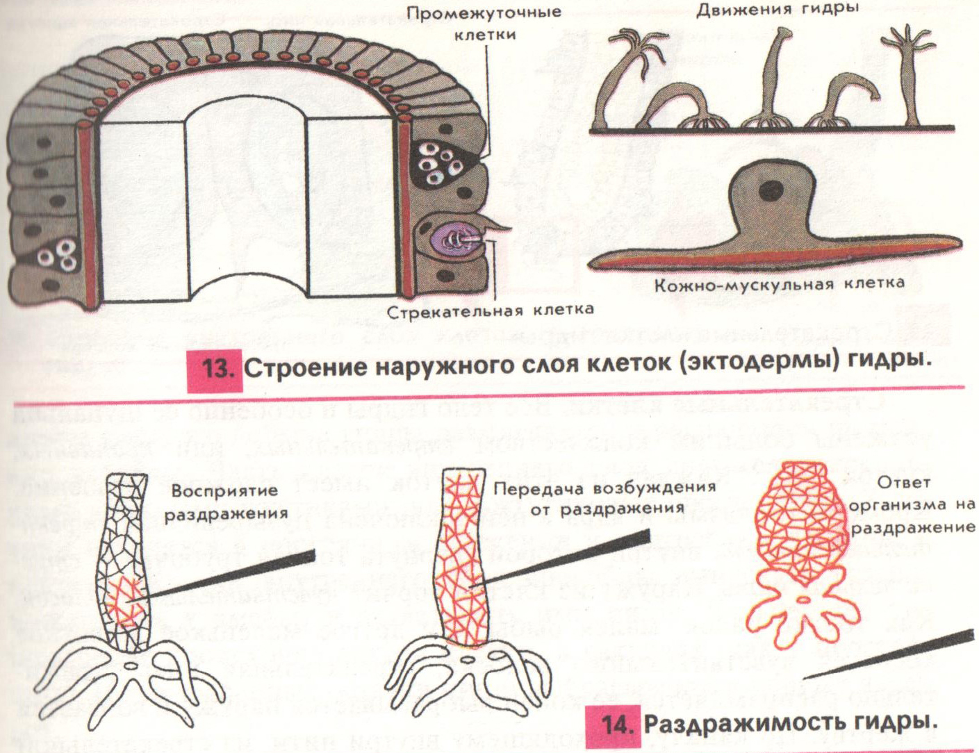 Наружный клеточный слой. Промежуточные клетки эктодермы кишечнополостных. Строение наружного слоя клеток гидры. Строение промежуточной клетки гидры. Строение наружного слоя клеток эктодермы гидры.