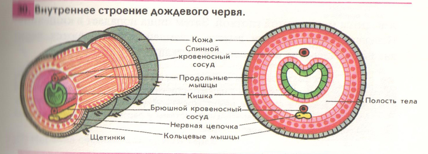 1 полость тела. Поперечный разрез кольчатого червя. Строение кожно мускульного мешка круглых червей. Внутреннее строение малощетинкового червя. Срез кольчатого червя схема.