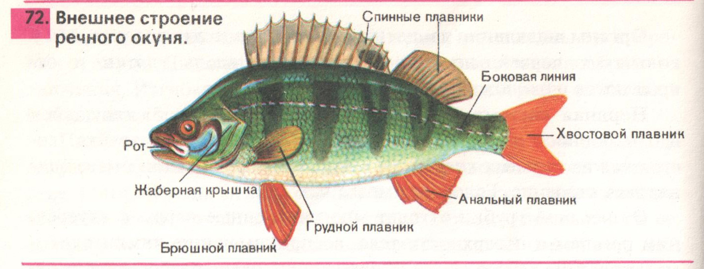 Подписать внешне. Строение речного окуня рисунок. Внутренне строение речного окуня. Внутреннее строение окуня схема. Внешнее строение рыбы речного окуня.