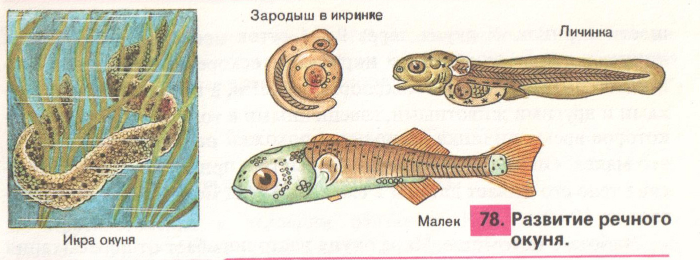 Тип развития щуки. Цикл развития рыбы схема. Стадии развития личинка малек. Стадии развития окуня и лягушки. Стадии развития костной рыбы.