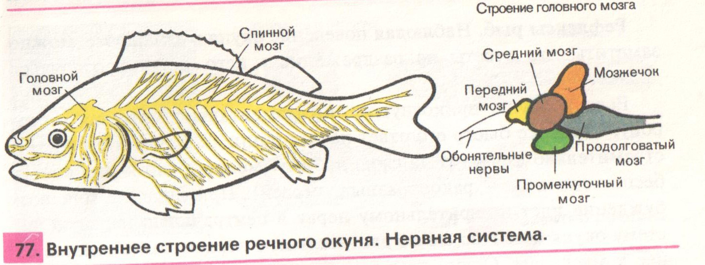 Какой мозг у рыб. Нервная система рыб головной мозг. Нервная система речного окуня. Нервная система у рыб спинной мозг. Строение головного и спинного мозга рыб.