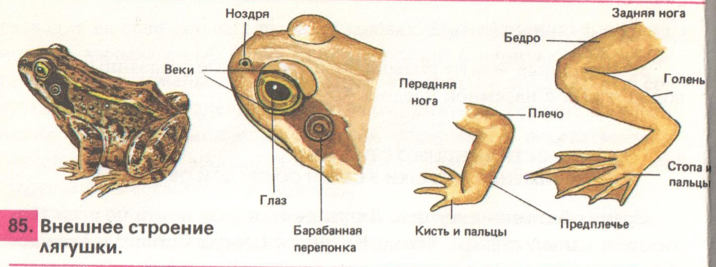 Тело земноводных состоит из. Внешнее строение Озерной лягушки. Класс земноводные лягушка внешнее строение. Строение лягушачьих лап. Строение передней конечности лягушки.