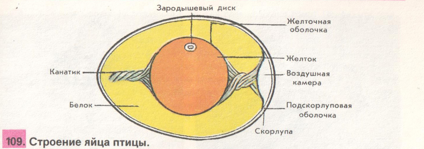 Схема строения куриного яйца