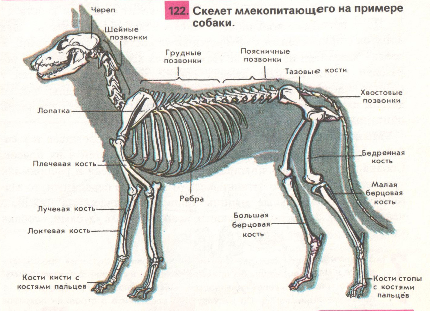 Тело млекопитающих подразделяется на. Скелет собаки анатомия костей. Строение млекопитающих 8 класс. Внутреннее строение собаки биология 7 класс. Внутреннее строение собаки скелет.