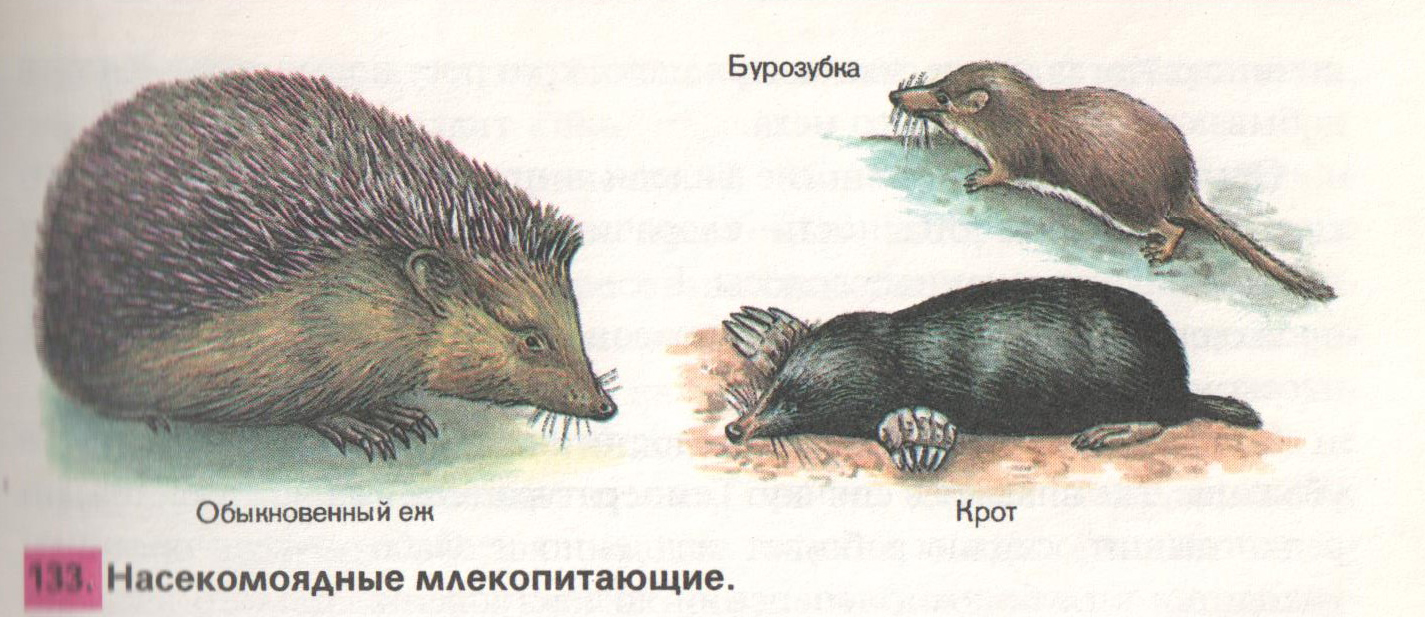 На каком рисунке изображено животное. Отряд Насекомоядные. Отряд Насекомоядные Крот. Отряды млекопитающих Насекомоядные. Крот еж бурозубка.