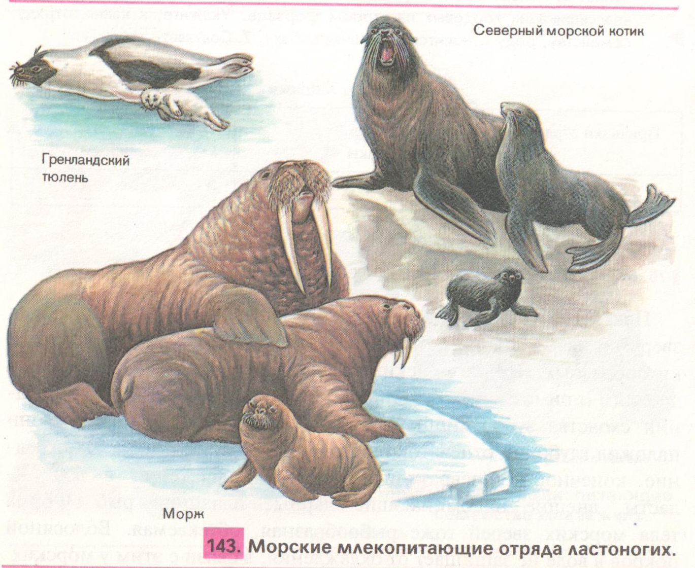 Сравните образ жизни тюленя и кита. Морж тюлень морской котик отличия. Тюлень морж морской котик морской Лев. Моржи тюлени морские котики. Представители ластоногих млекопитающих с фотографиями.