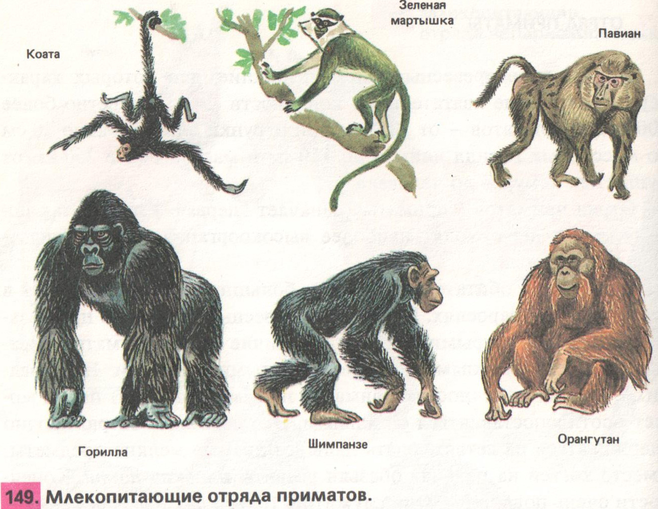 Человек примат семейство