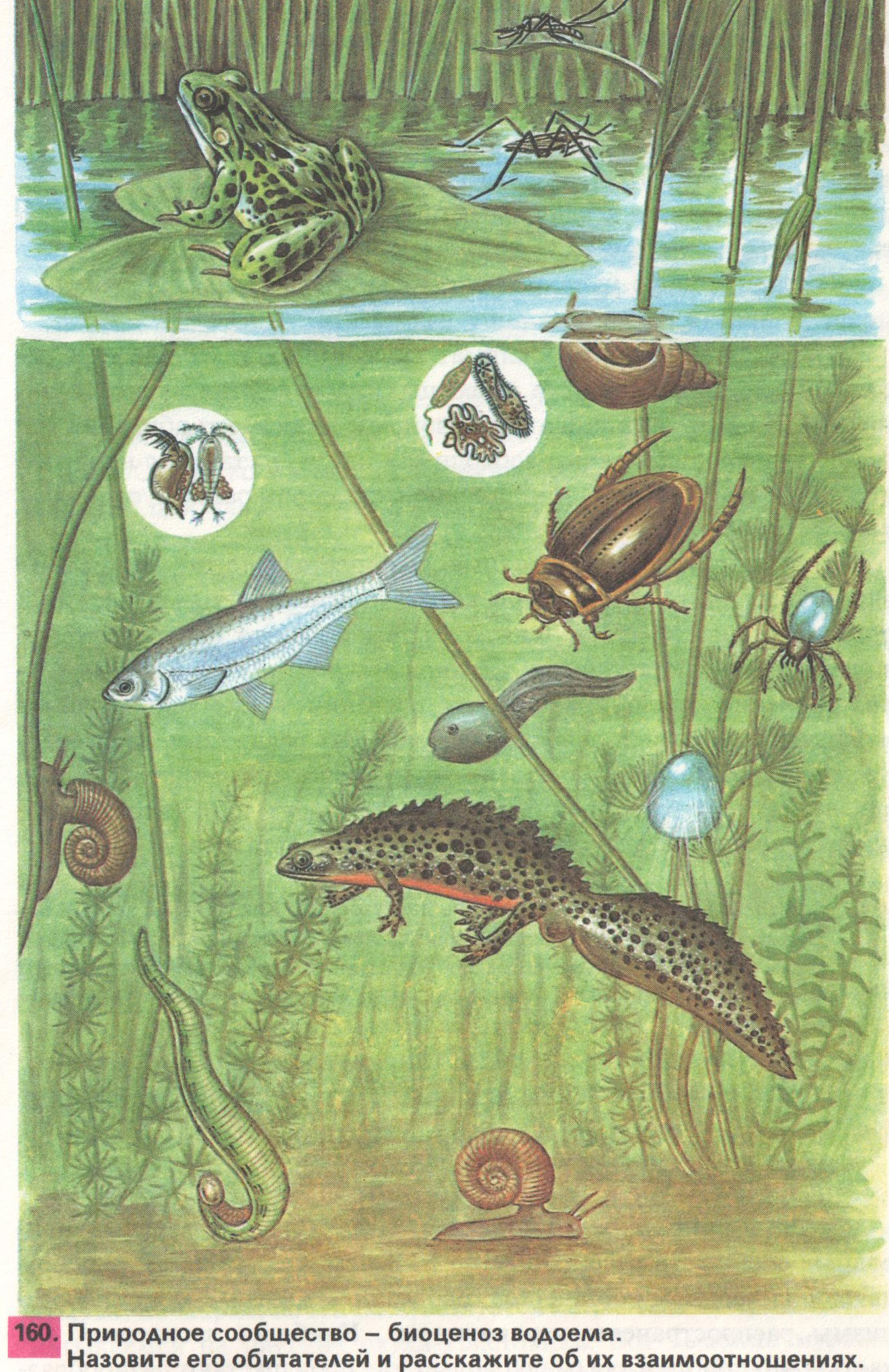 Организмы пруда. Природное сообщество биоценоз водоема. Обитатели пруда. Обитатели природных сообществ. Обитатели пресноводных водоемов.