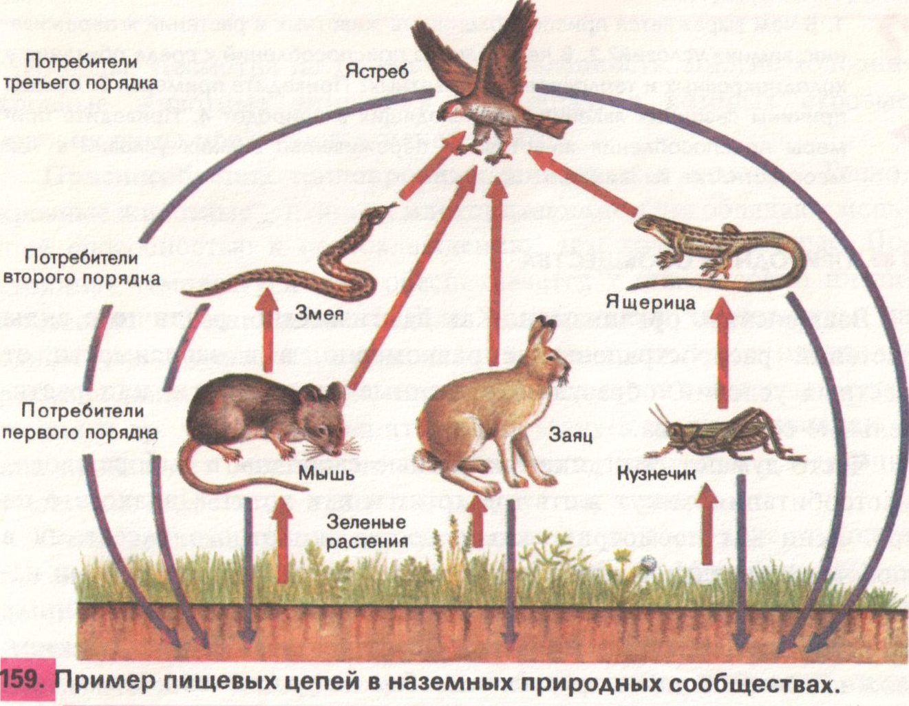 Потребитель третий категории