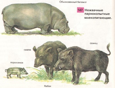 �����������